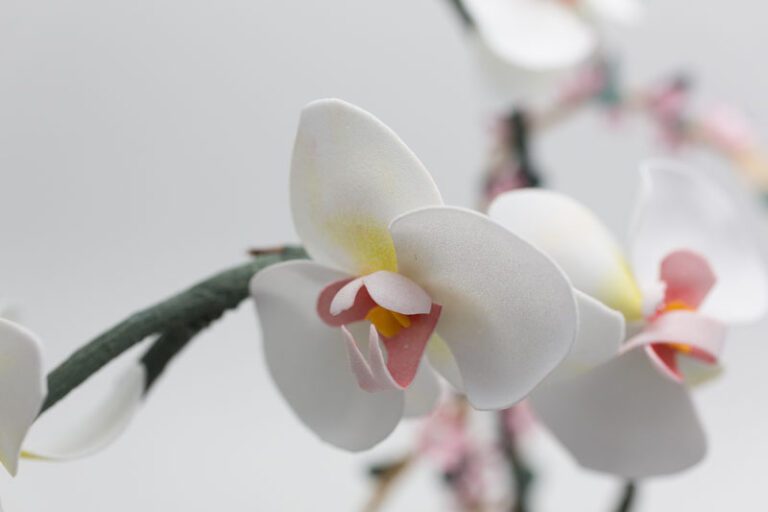 fiori-matrimonio-orchidee