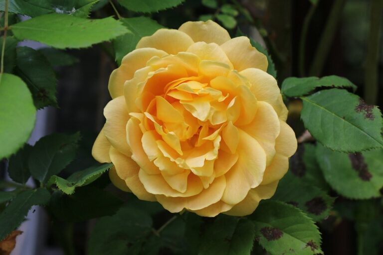 rose inglesi bouquet da sposa