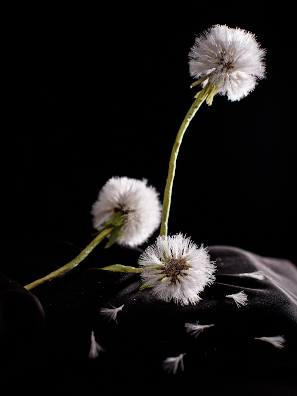 fiori di seta soffione