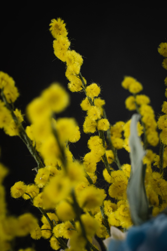 mimose