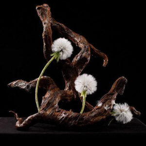 composizione-floreale,-dente-di-leone-opera-d'arte-floreale
