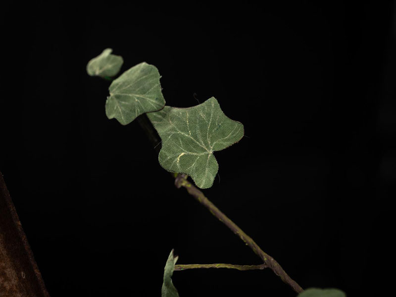 composizioni floreali particolari