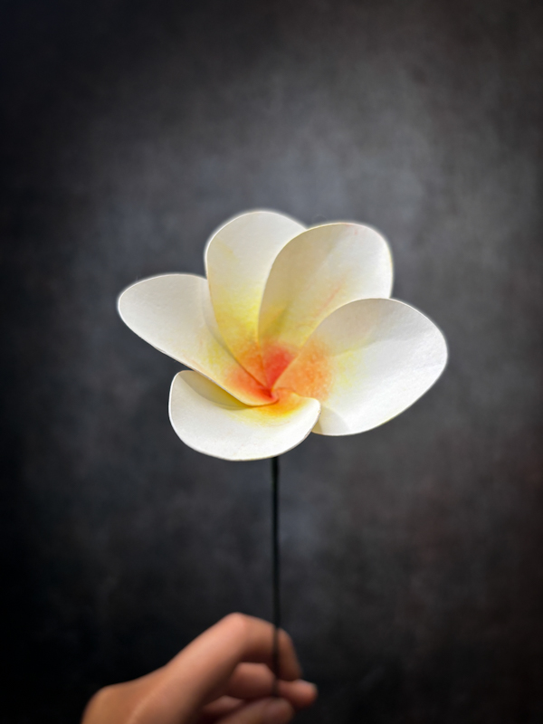 Fiori di carta frangipane plumeria-3