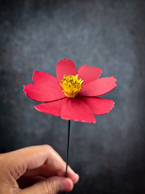 fiore di carta cosmos rosso-1