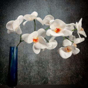 orchidea-gomma-crepla-design-floreale